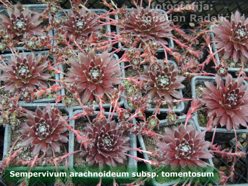 Sempervivum arachnoideum ssp. tomentosum